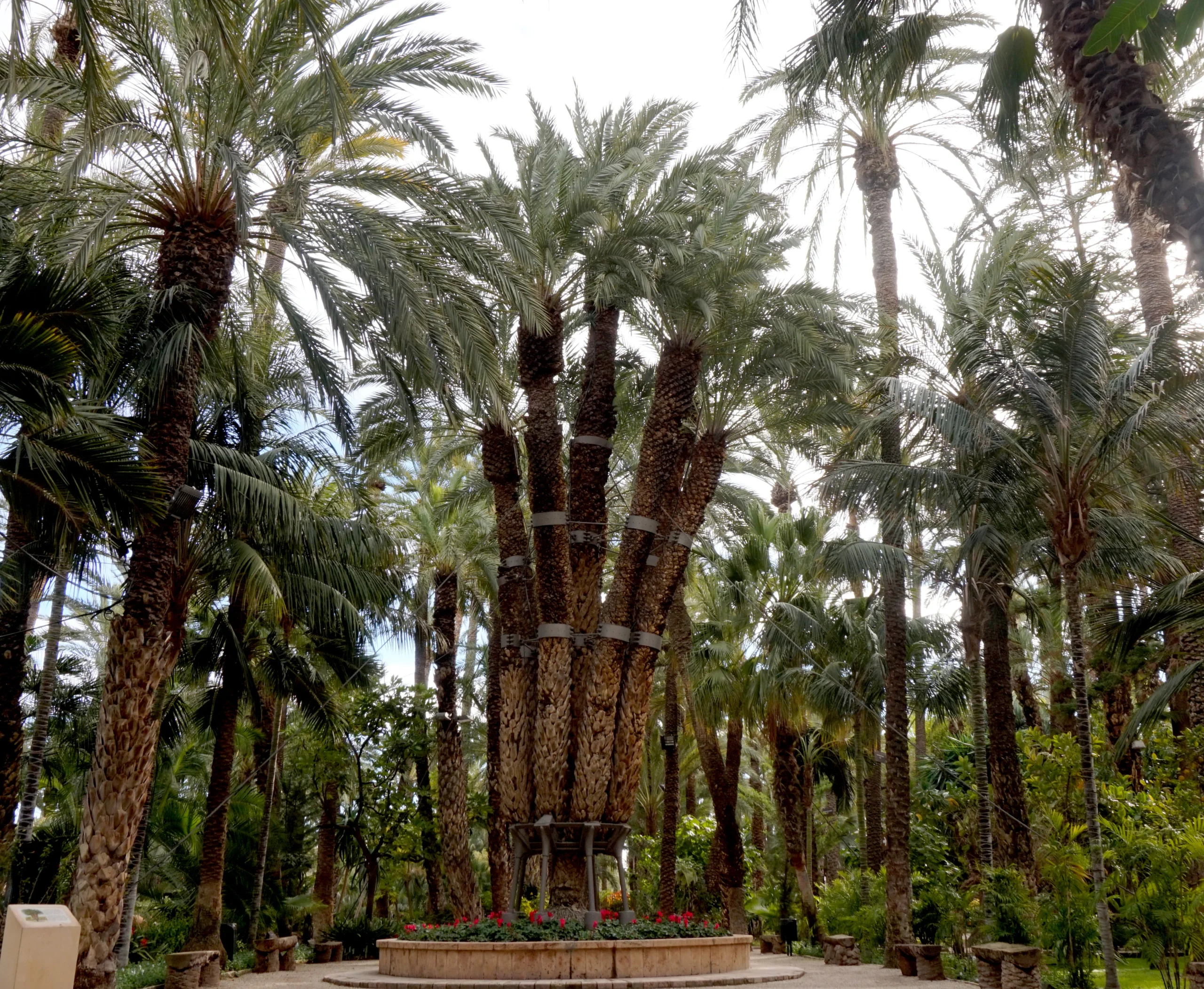 La Palmera Imperial de Elche aspira a convertirse en el Árbol Europeo del año
