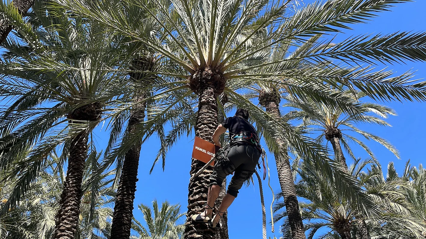Todos volcados con la Palmera Imperial
